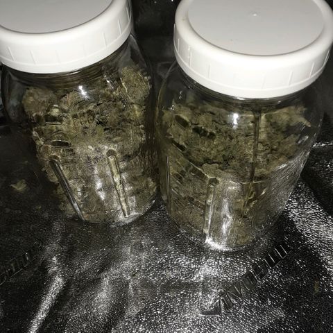 Mystery Seed 1 growlog photo: Began curing