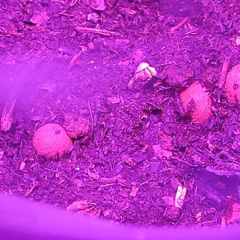 Sabzi growlog timeline photo