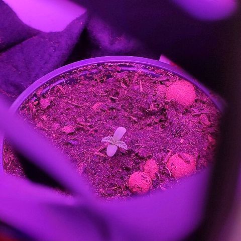 Sabzi growlog timeline photo