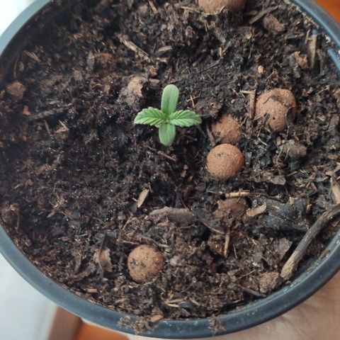 Sabzi growlog timeline photo