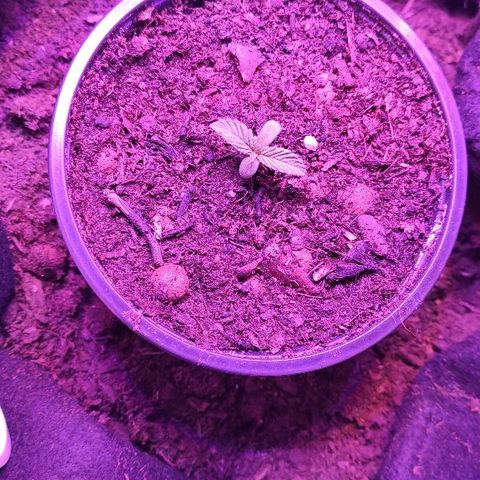 Sabzi growlog timeline photo