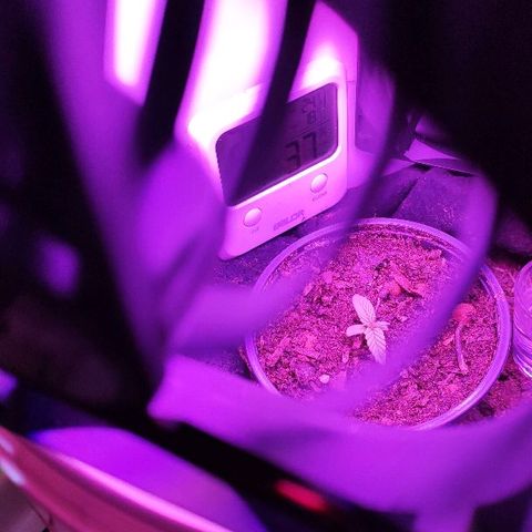 Sabzi growlog timeline photo