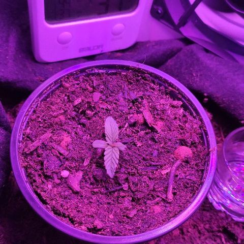 Sabzi growlog timeline photo