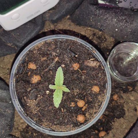 Sabzi growlog timeline photo