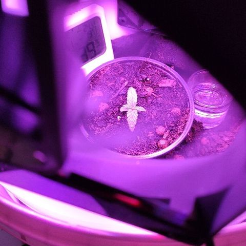 Sabzi growlog timeline photo