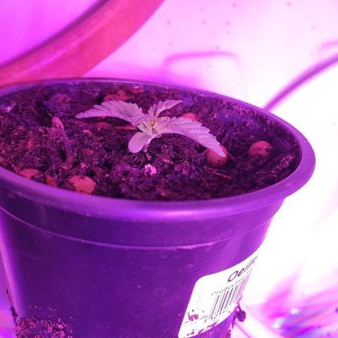 Sabzi growlog timeline photo