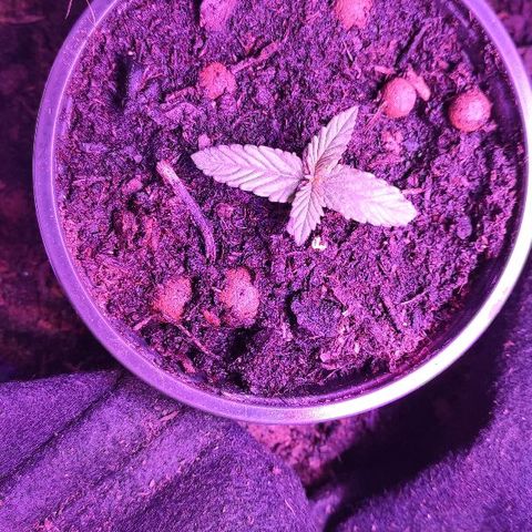 Sabzi growlog timeline photo