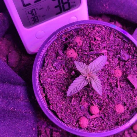 Sabzi growlog timeline photo
