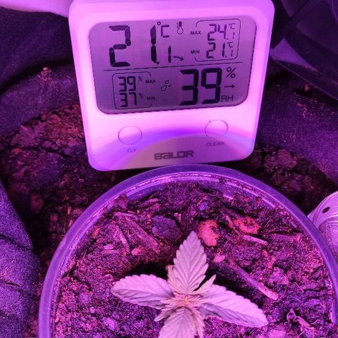 Sabzi growlog timeline photo