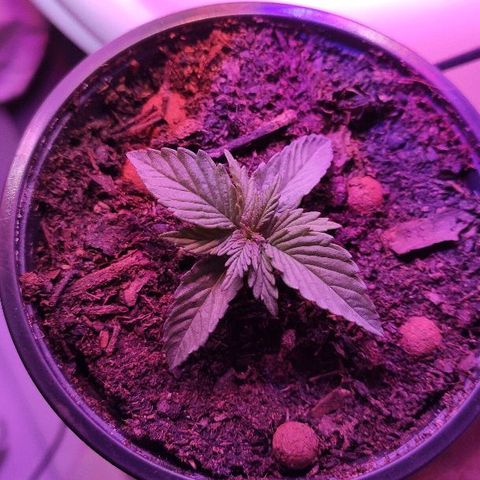 Sabzi growlog timeline photo