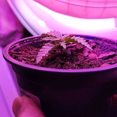 Sabzi growlog timeline photo