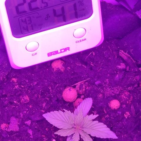 Sabzi growlog timeline photo