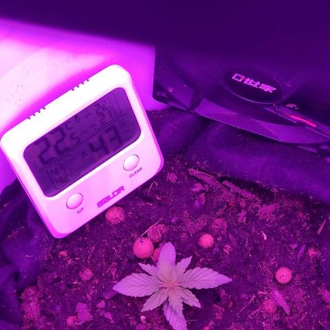 Sabzi growlog timeline photo