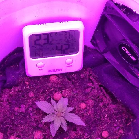 Sabzi growlog timeline photo
