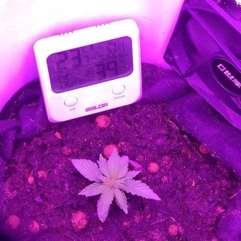 Sabzi growlog timeline photo
