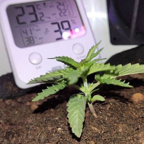 Sabzi growlog timeline photo