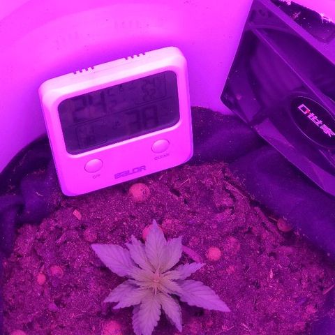 Sabzi growlog timeline photo