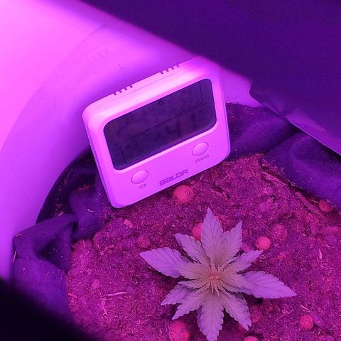 Sabzi growlog timeline photo