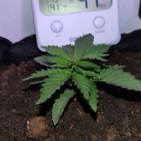 Sabzi growlog timeline photo