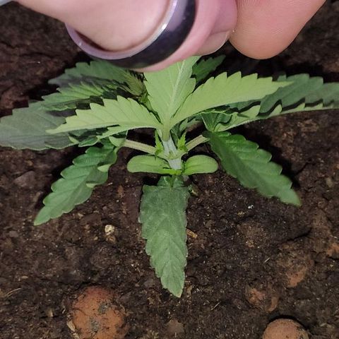 Sabzi growlog timeline photo