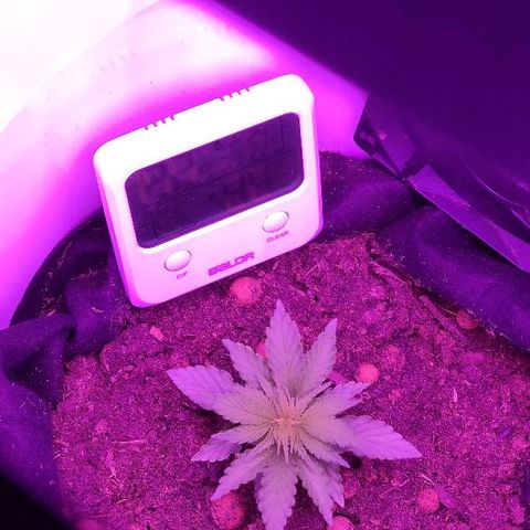 Sabzi growlog timeline photo