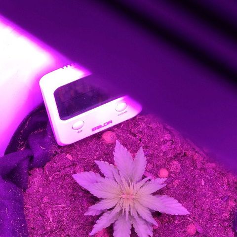 Sabzi growlog timeline photo