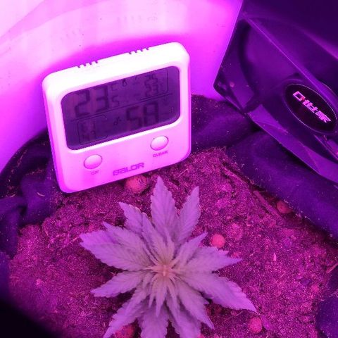 Sabzi growlog timeline photo