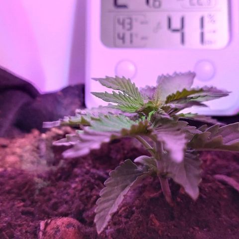 Sabzi growlog timeline photo