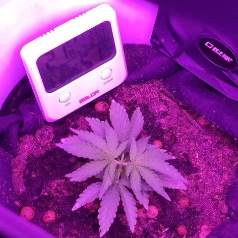 Sabzi growlog timeline photo
