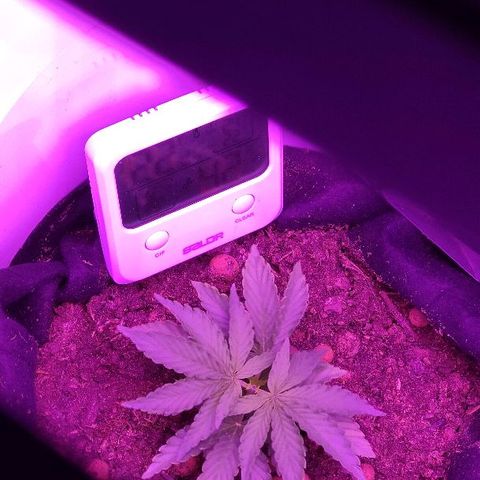 Sabzi growlog photo: 2eme angrais : 1/4 bouchon