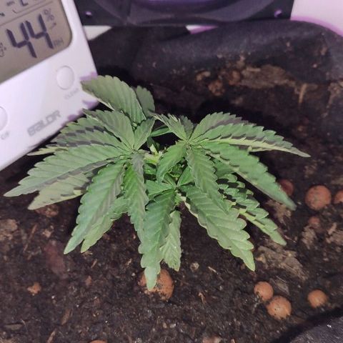 Sabzi growlog timeline photo