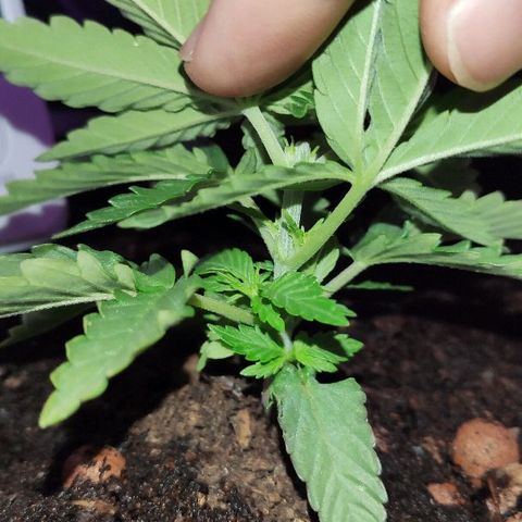 Sabzi growlog timeline photo