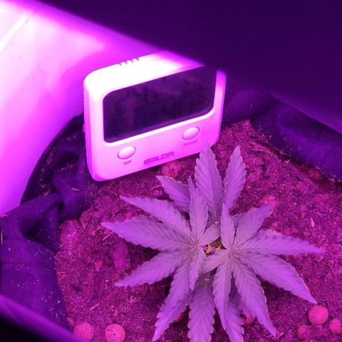 Sabzi growlog timeline photo
