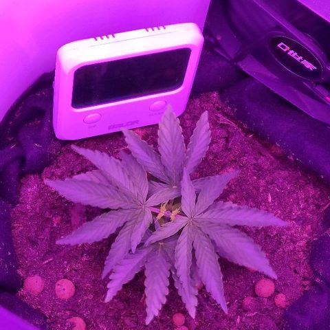 Sabzi growlog timeline photo
