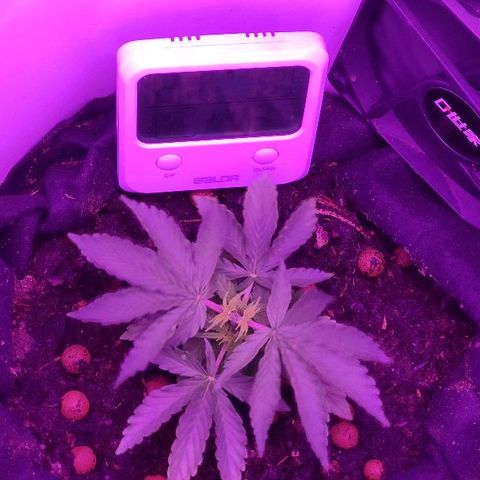 Sabzi growlog timeline photo