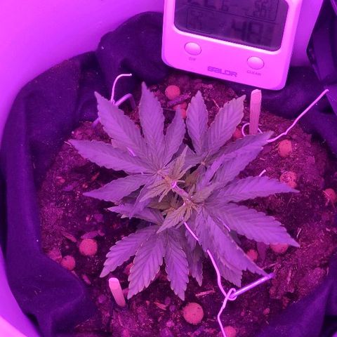 Sabzi growlog timeline photo