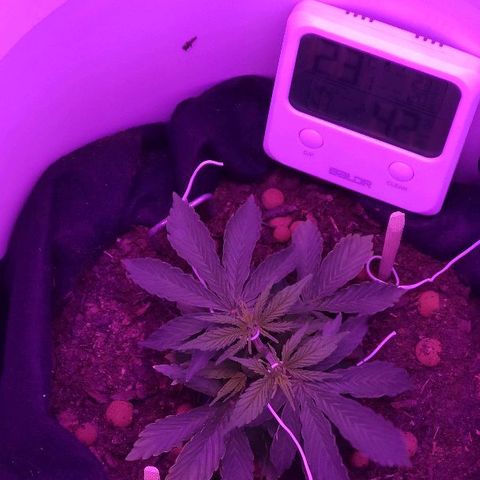 Sabzi growlog timeline photo