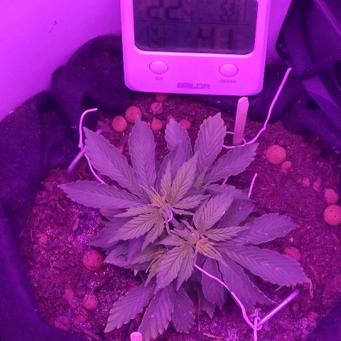 Sabzi growlog timeline photo
