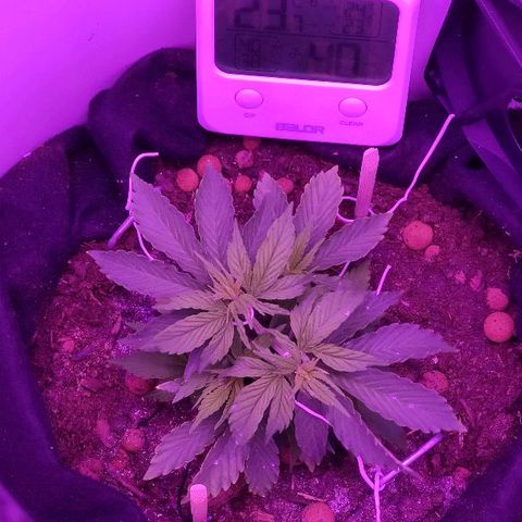 Sabzi growlog timeline photo