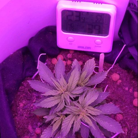 Sabzi growlog timeline photo
