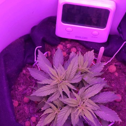 Sabzi growlog timeline photo