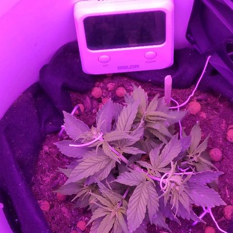 Sabzi growlog timeline photo