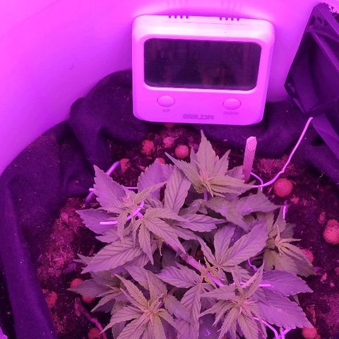 Sabzi growlog timeline photo