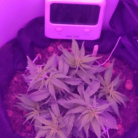 Sabzi growlog timeline photo