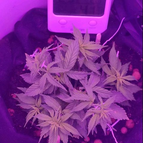Sabzi growlog timeline photo