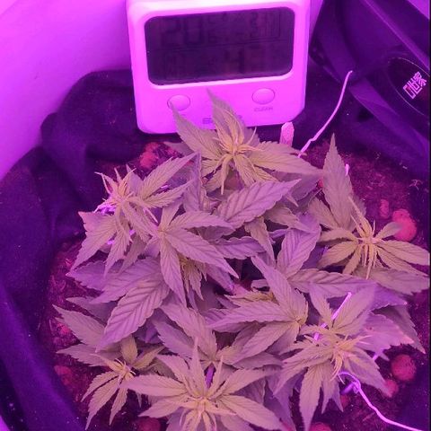 Sabzi growlog timeline photo