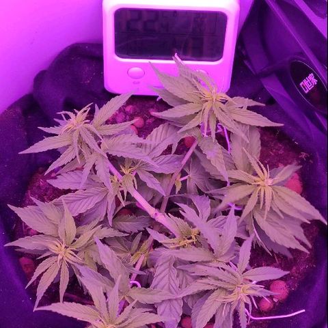 Sabzi growlog timeline photo