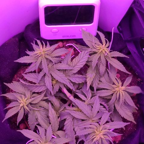 Sabzi growlog timeline photo