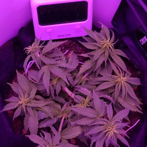 Sabzi growlog timeline photo
