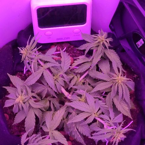 Sabzi growlog timeline photo